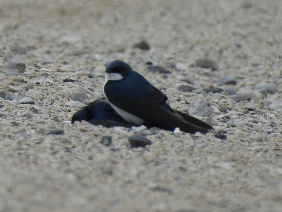 Tree Swallow - ML634101949