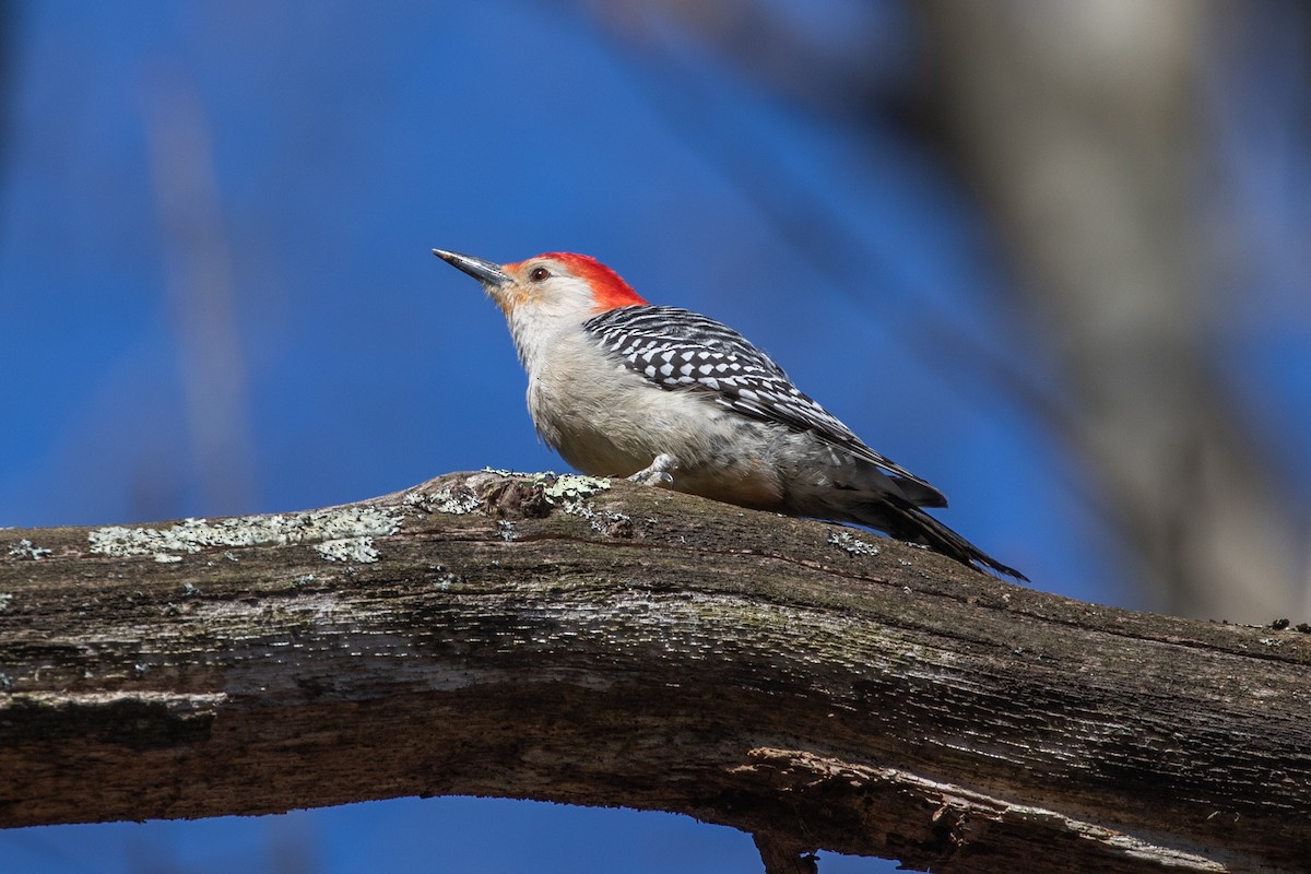 Red-bellied Woodpecker - ML634102061