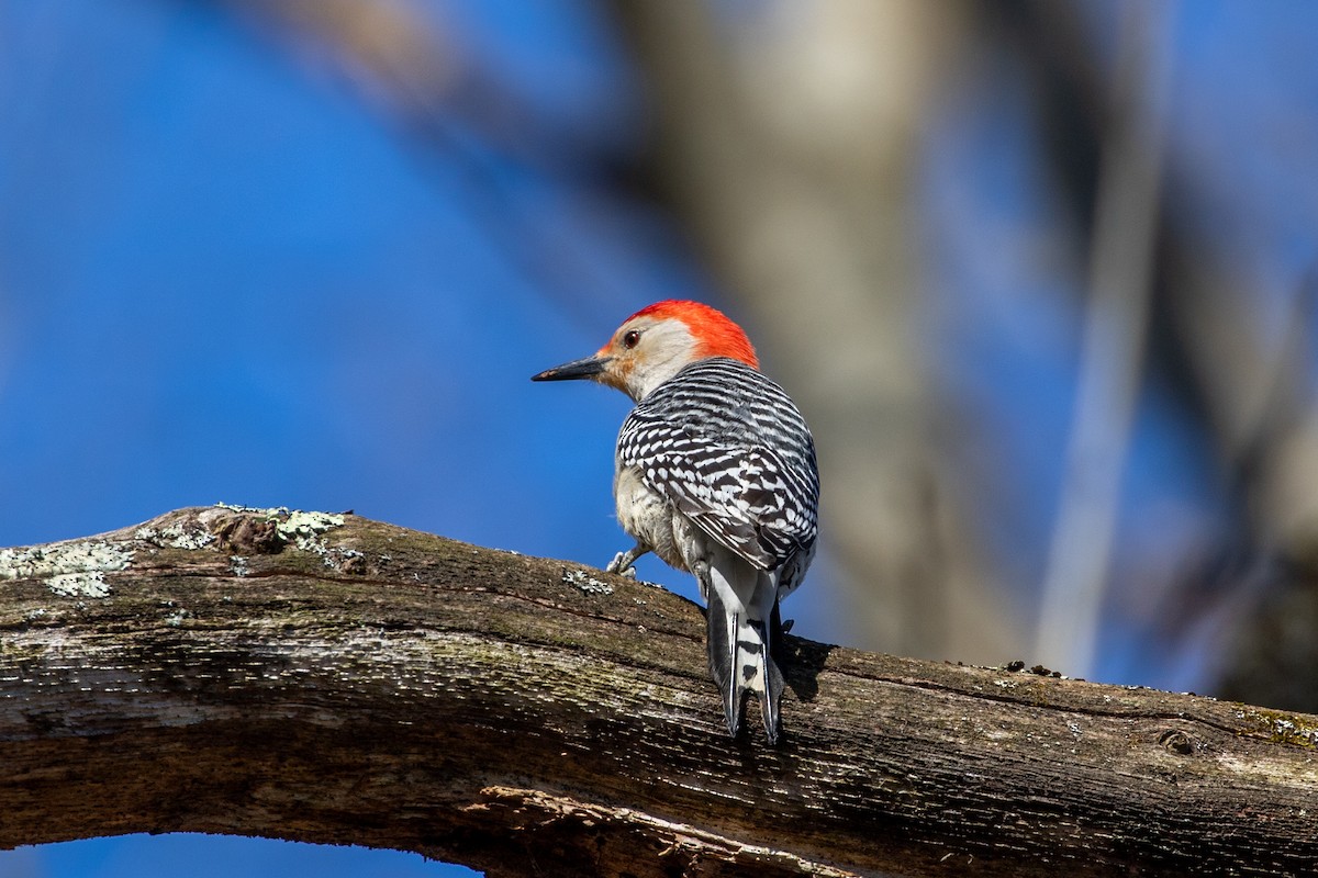 Red-bellied Woodpecker - ML634102062