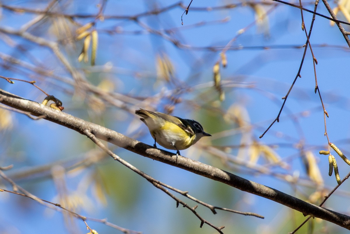 Blue-headed Vireo - ML634102091