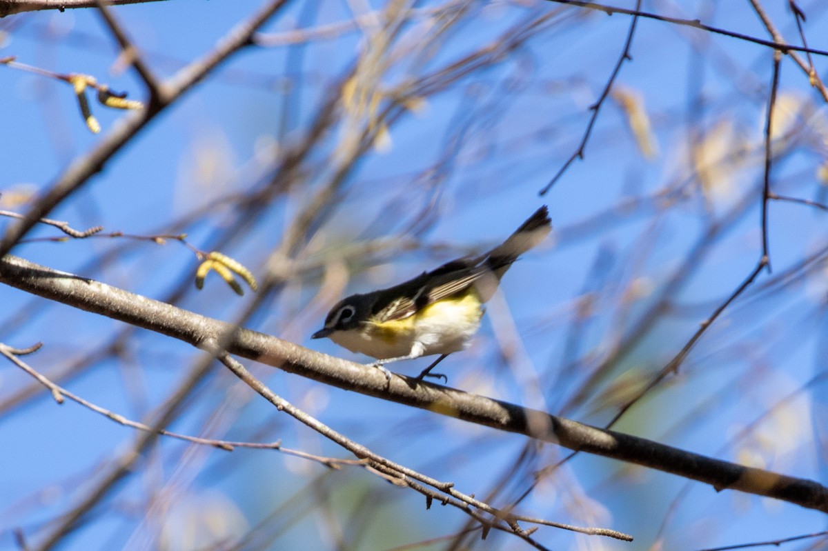 Blue-headed Vireo - ML634102092