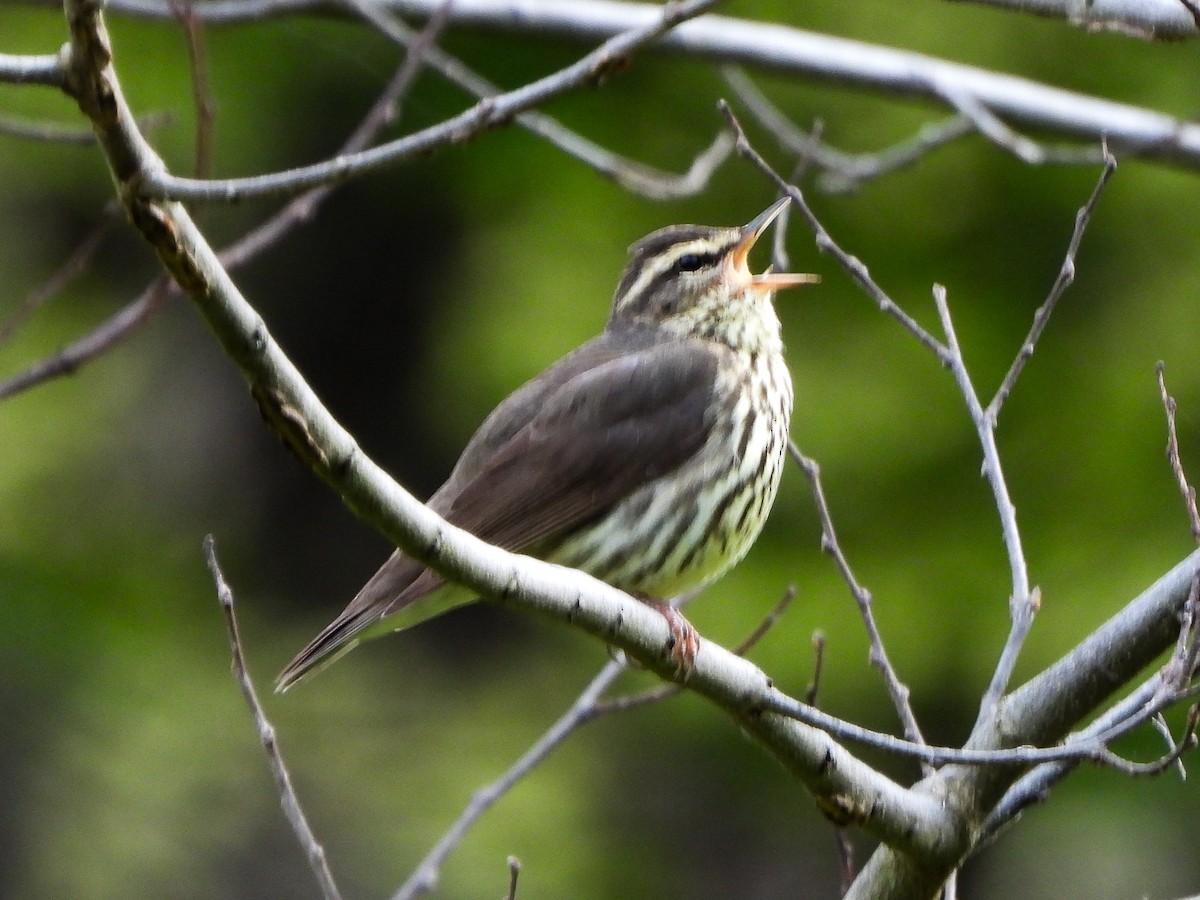 Northern Waterthrush - ML634102246