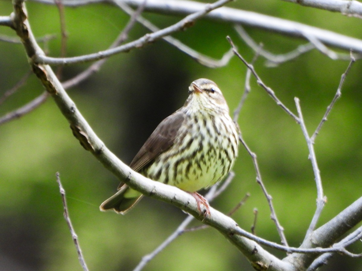 Northern Waterthrush - ML634102248