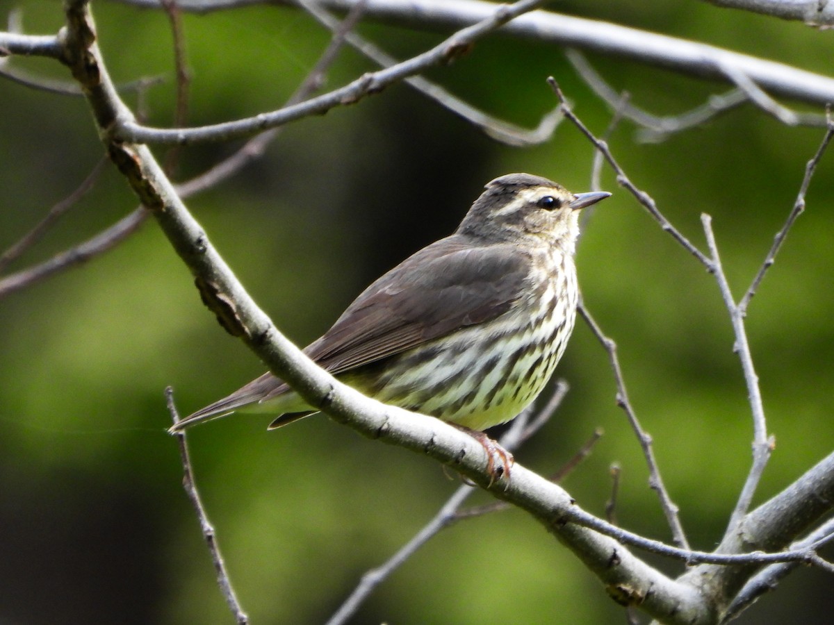 Northern Waterthrush - ML634102250
