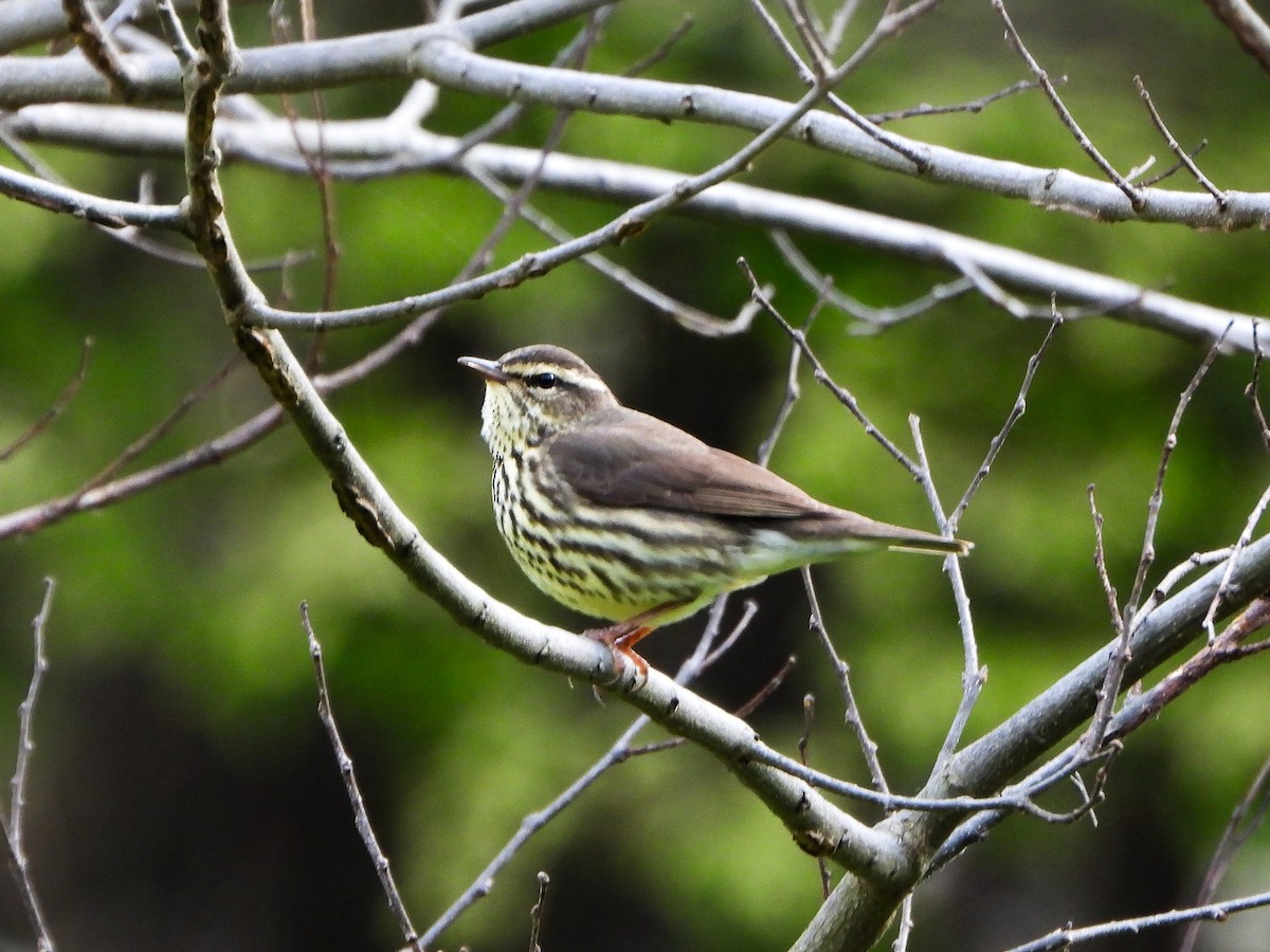 Northern Waterthrush - ML634102251