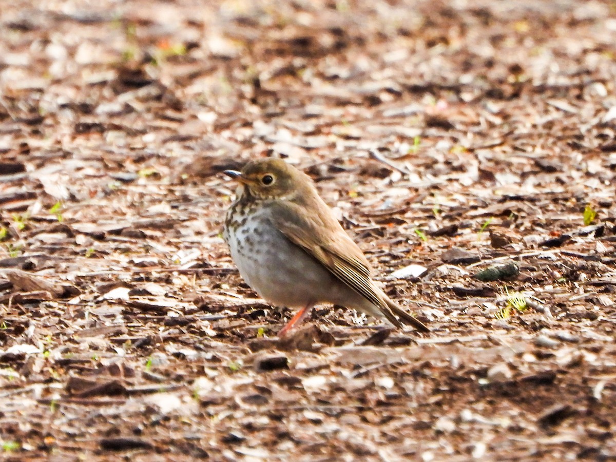 Hermit Thrush - ML634102286
