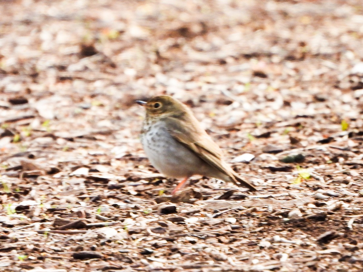 Hermit Thrush - ML634102287