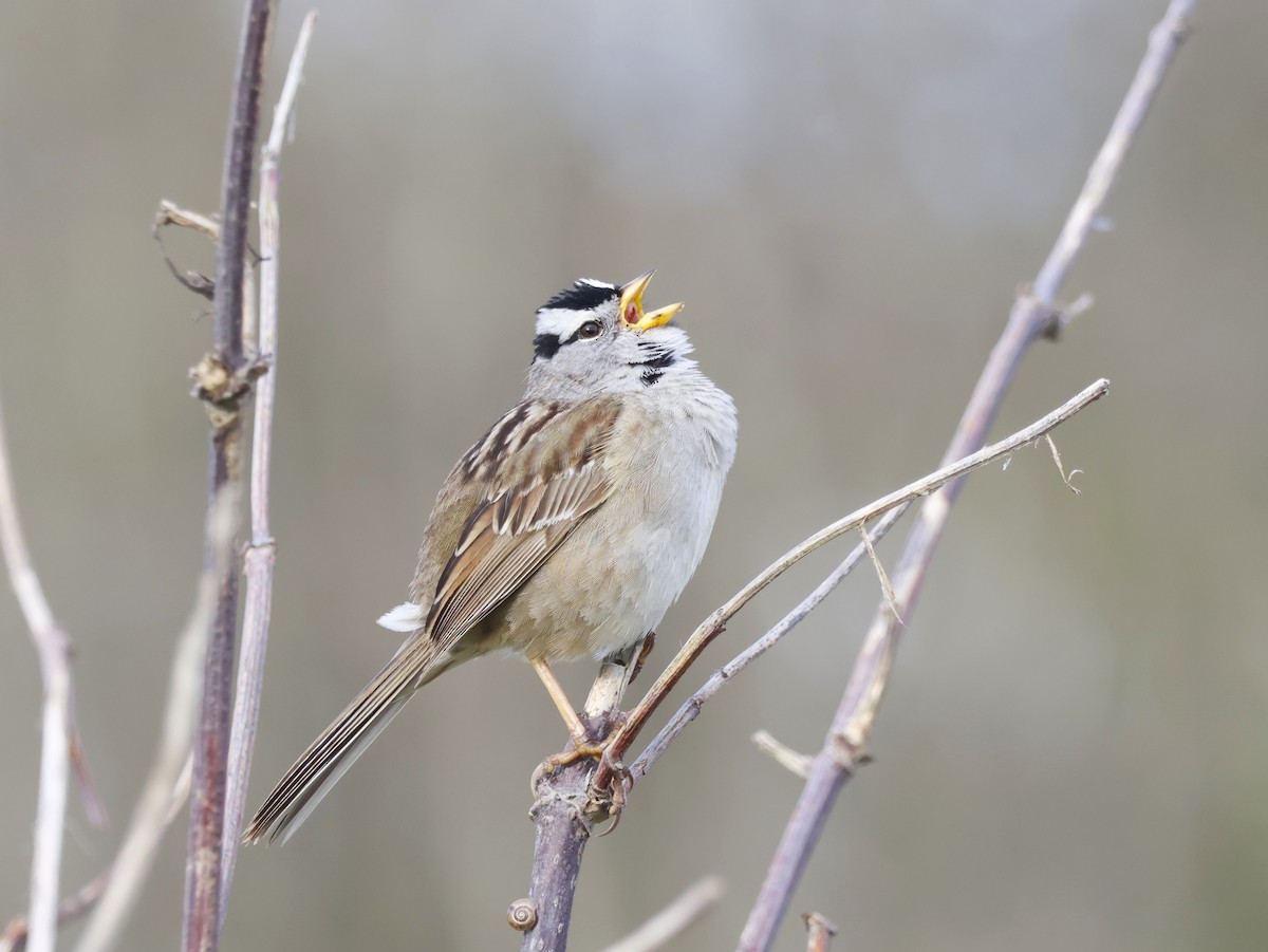 White-crowned Sparrow (pugetensis) - ML634102289