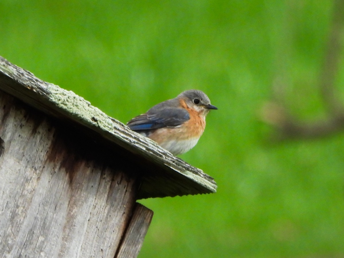 Eastern Bluebird - ML634102314
