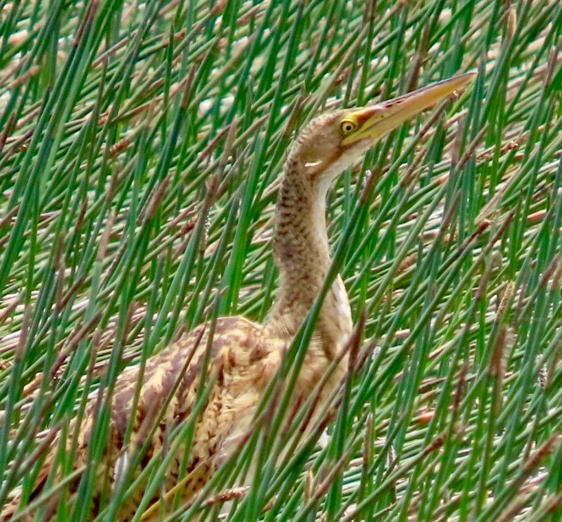 Pinnated Bittern - ML634102350