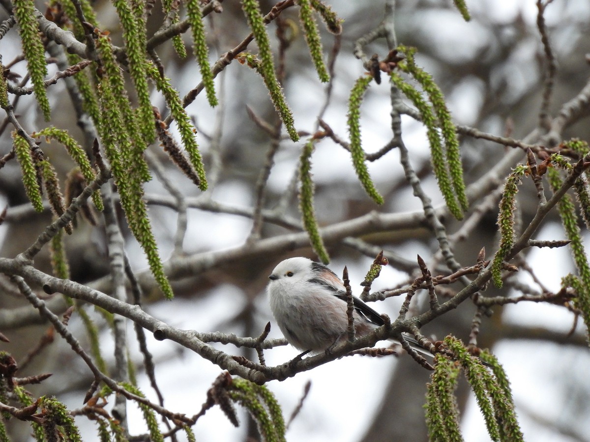 Long-tailed Tit - ML634102473