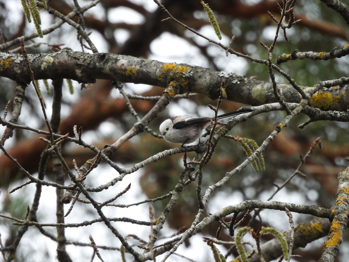 Long-tailed Tit - ML634102474