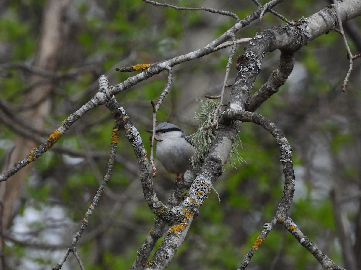 Eurasian Nuthatch - ML634102534