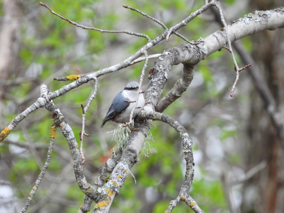 Eurasian Nuthatch - ML634102535