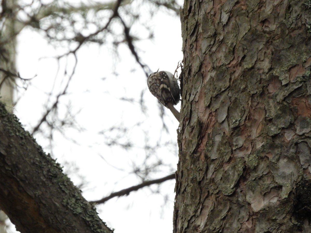 Eurasian Treecreeper - ML634102572