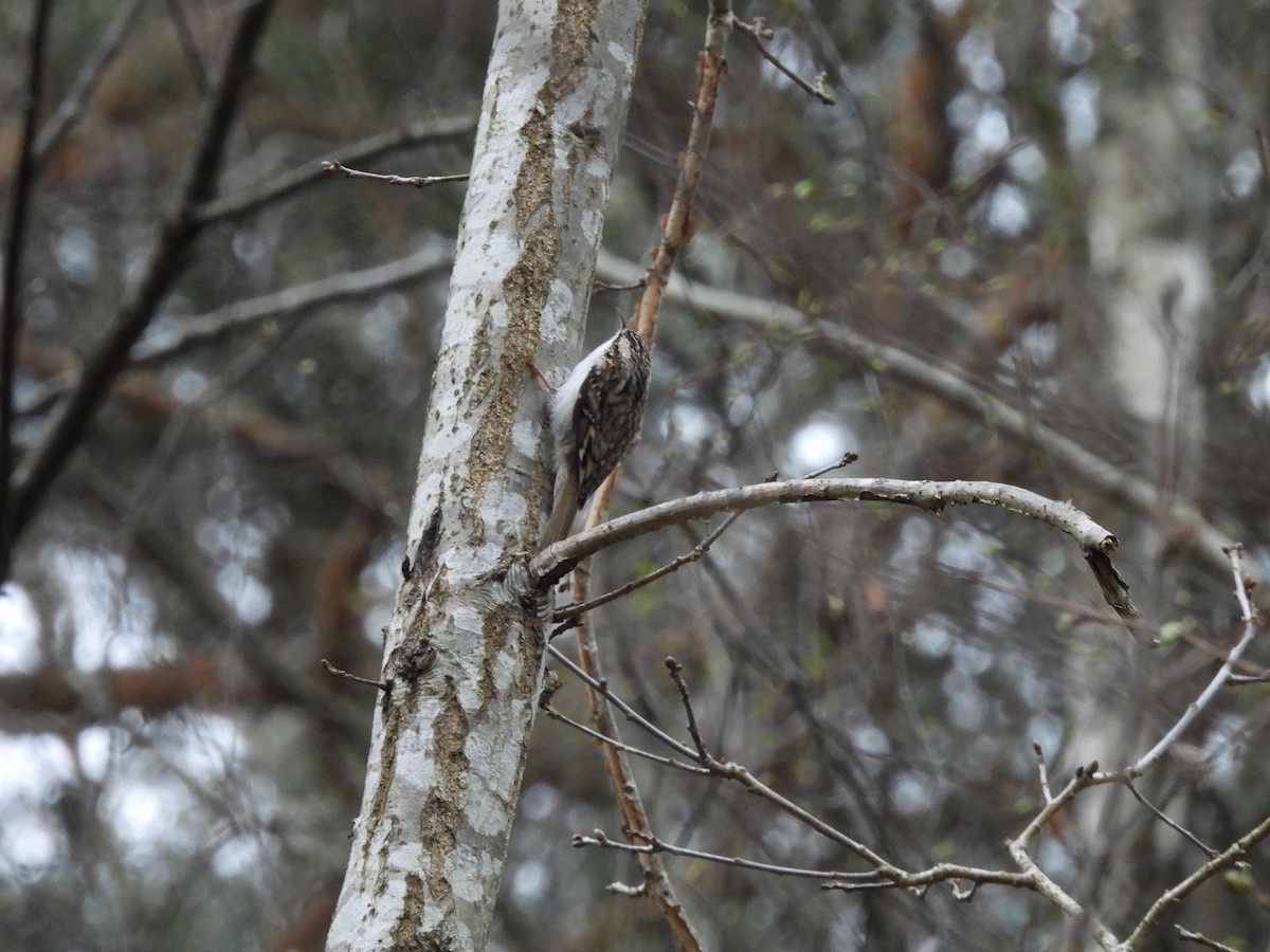 Eurasian Treecreeper - ML634102573