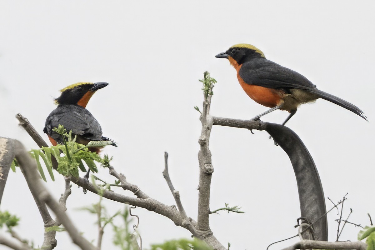 Yellow-crowned Gonolek - ML634102577