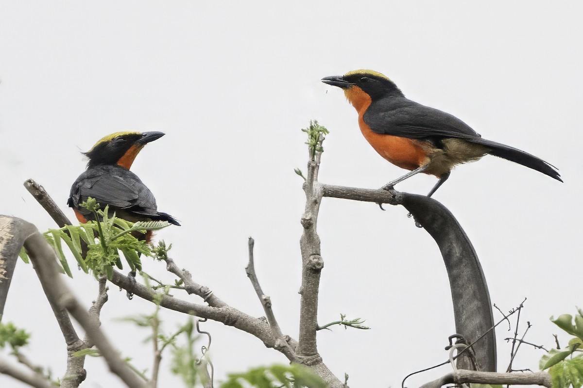 Yellow-crowned Gonolek - ML634102579
