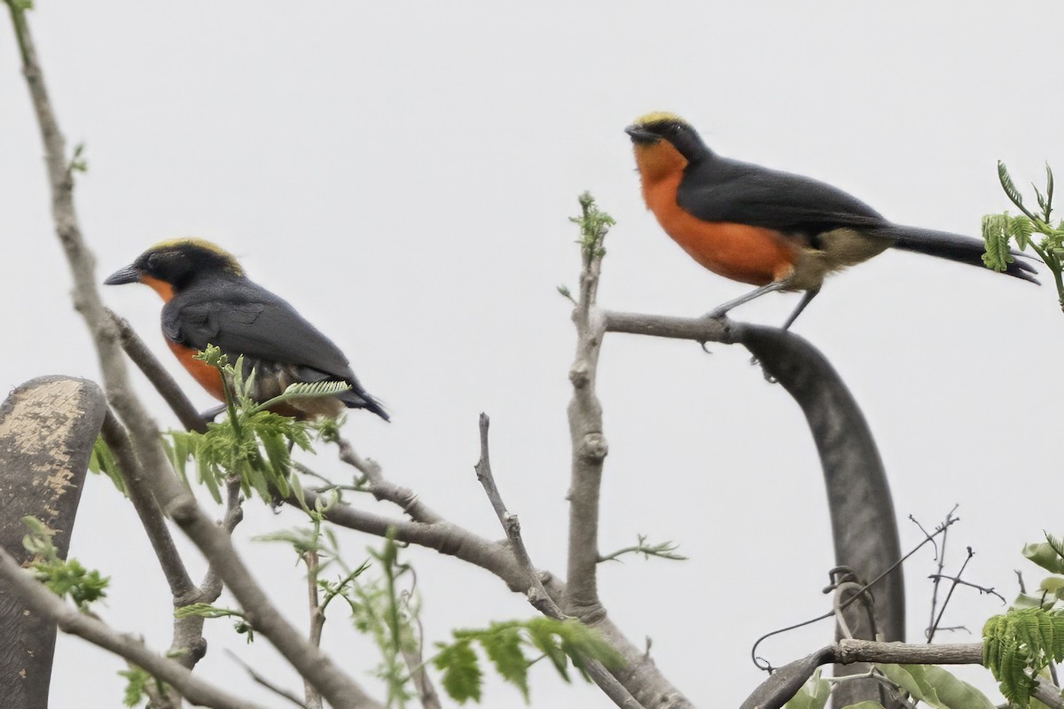 Yellow-crowned Gonolek - ML634102580