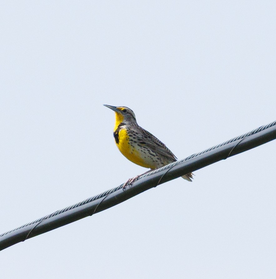 Western Meadowlark - ML634102655