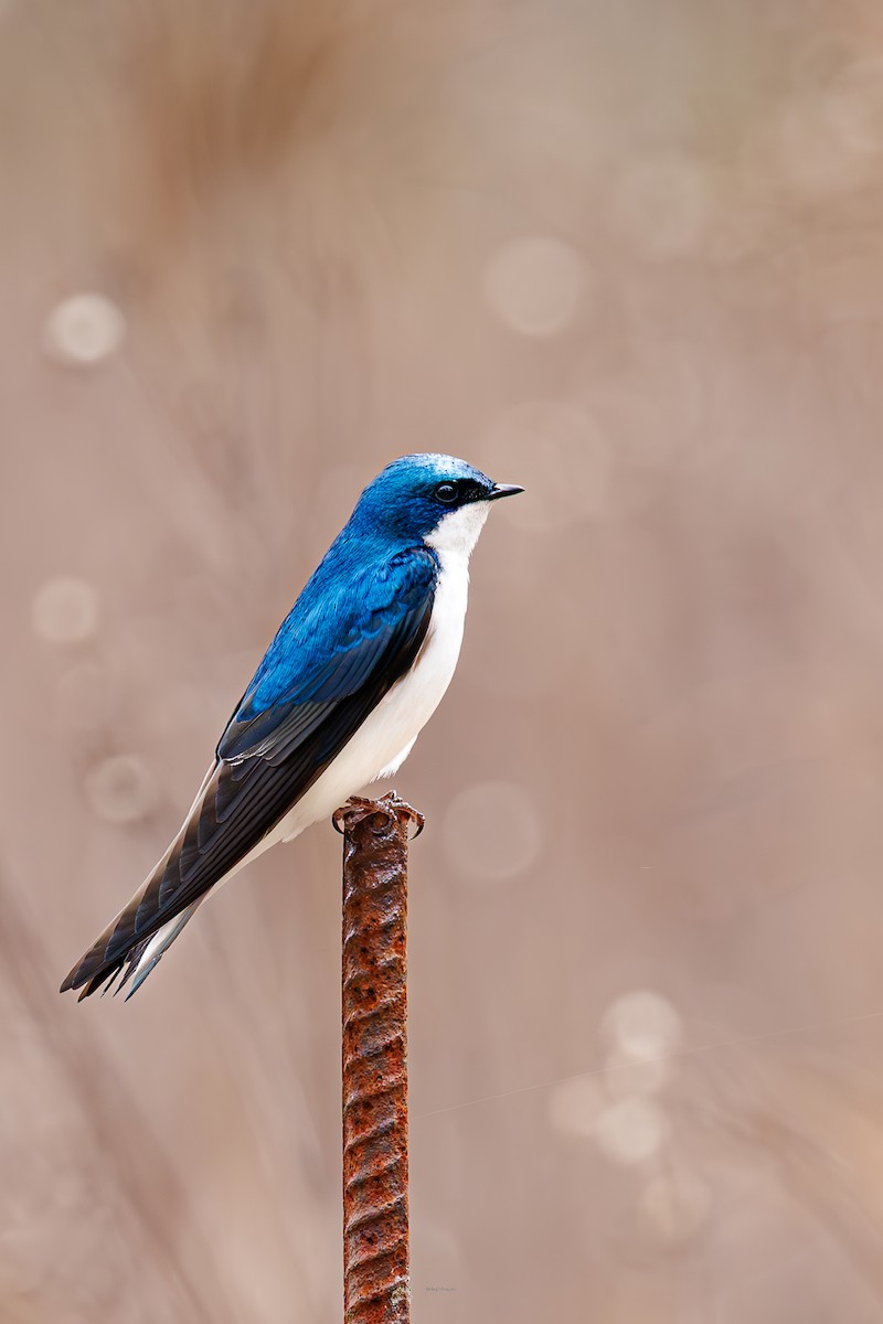 Tree Swallow - ML634102656
