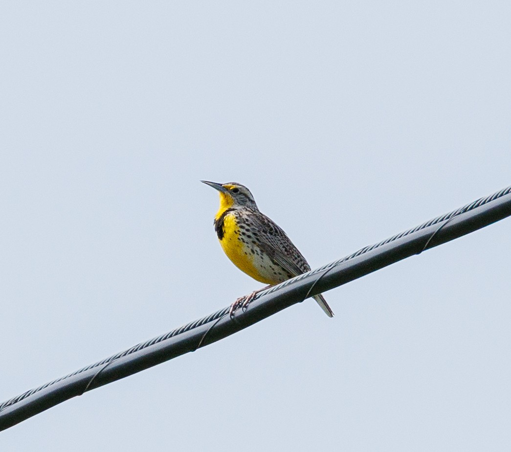 Western Meadowlark - ML634102658