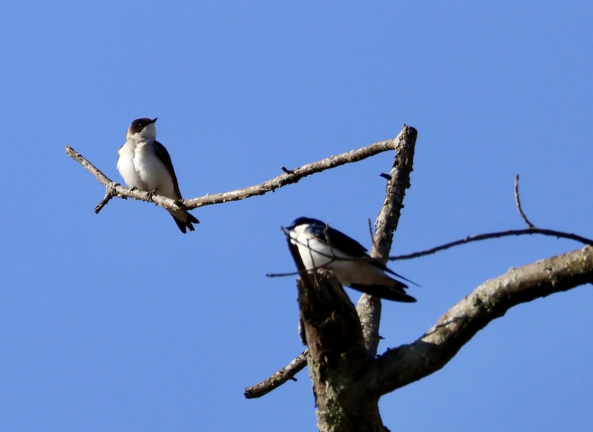Tree Swallow - ML634102664