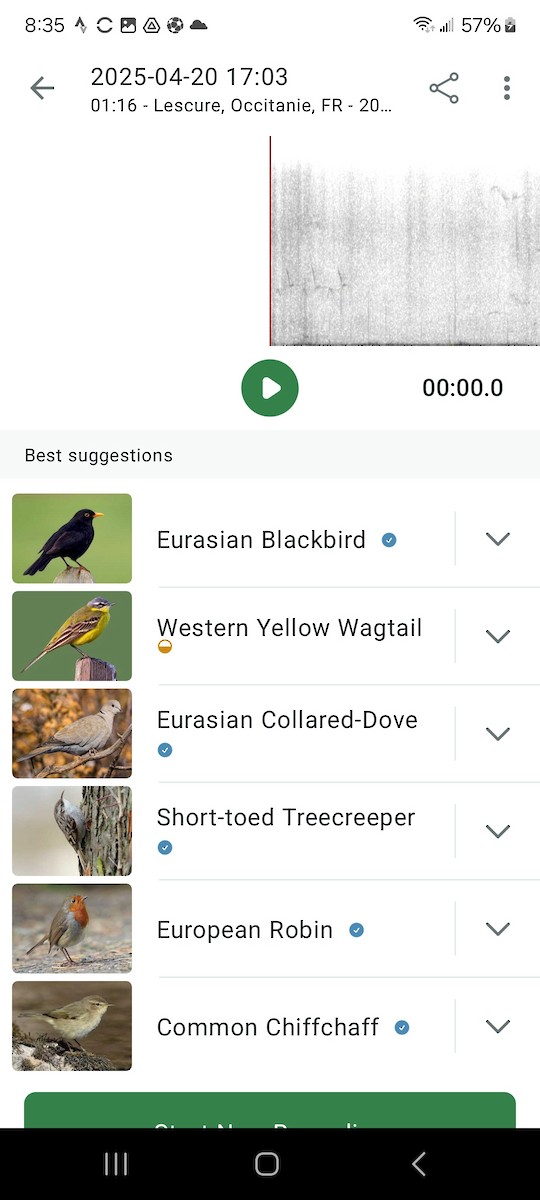 Western Yellow Wagtail - ML634102676