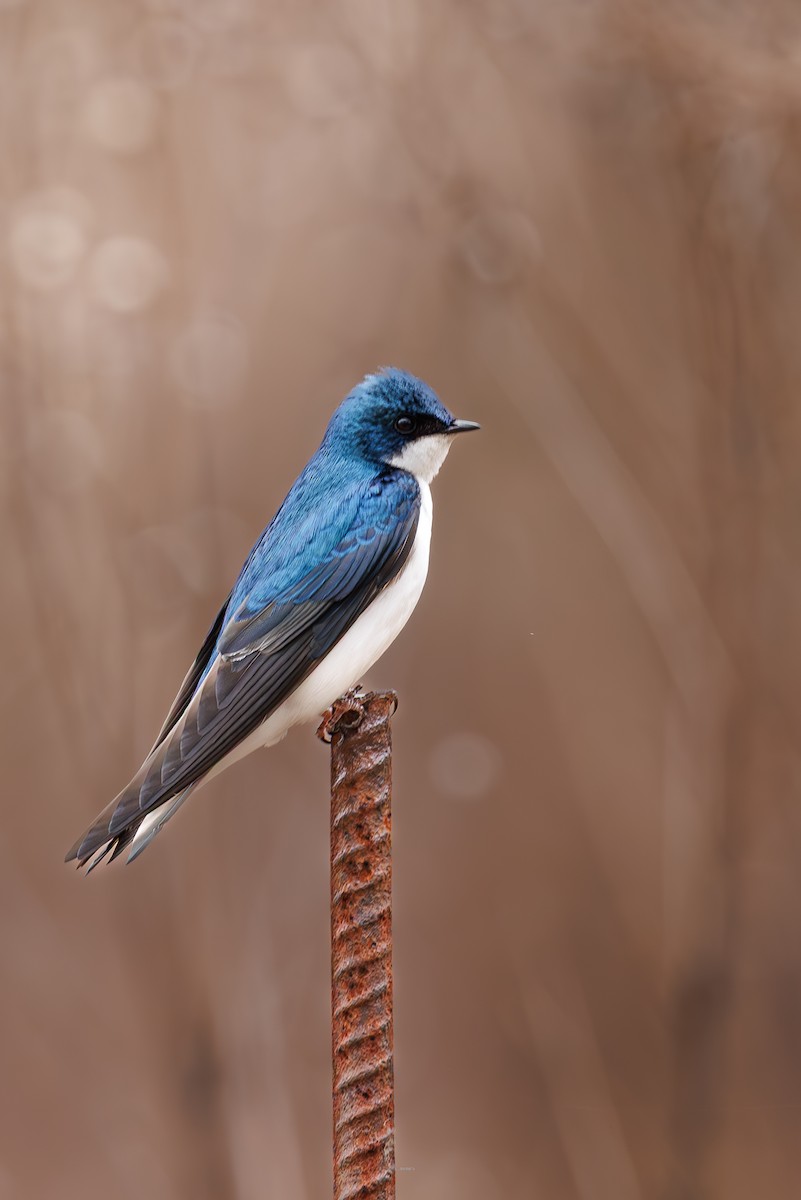 Tree Swallow - ML634102684