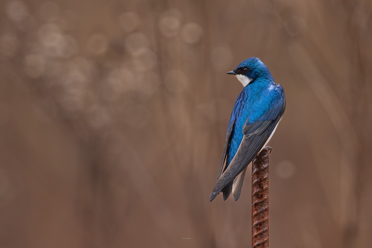 Tree Swallow - ML634102685