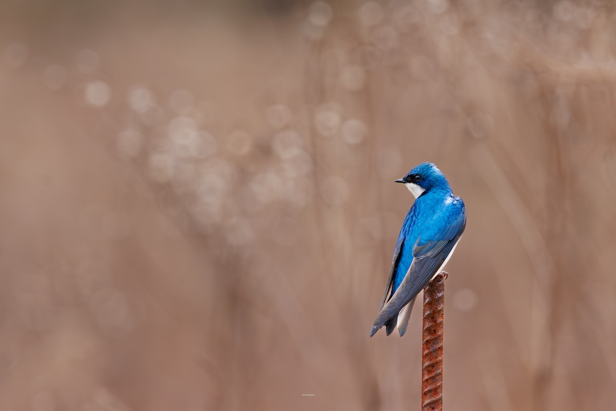 Tree Swallow - ML634102686