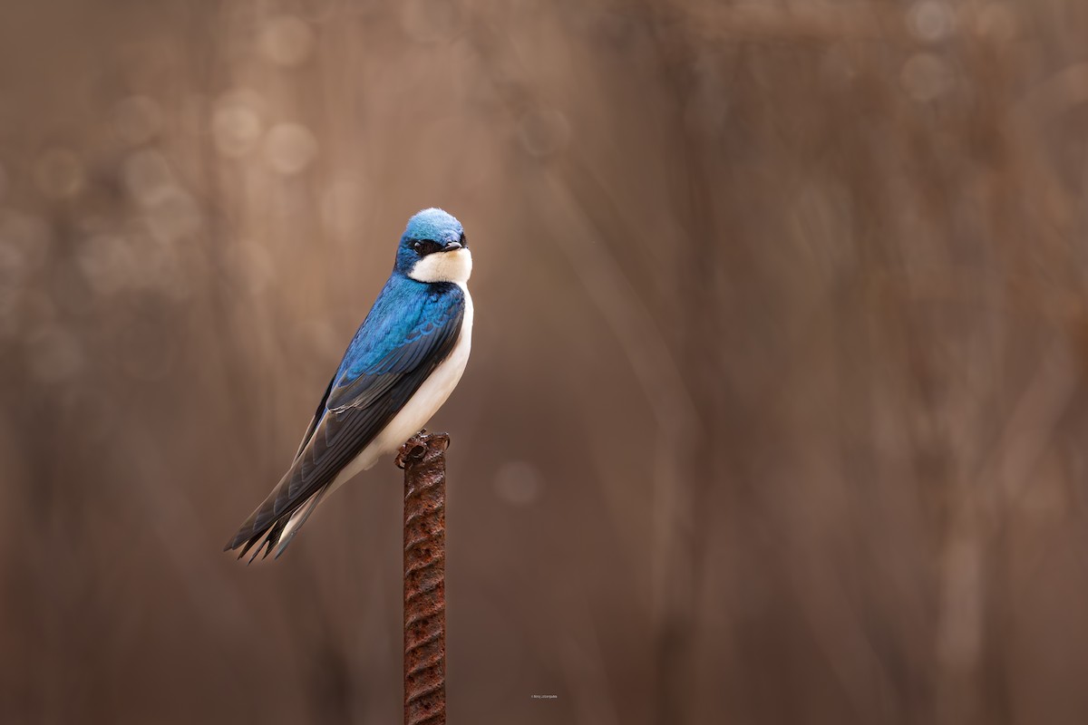 Tree Swallow - ML634102688