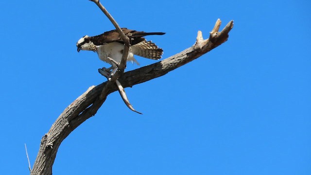 Falco pescatore - ML634102717