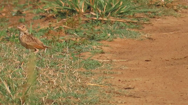 Jerdon's Bushlark - ML634102838