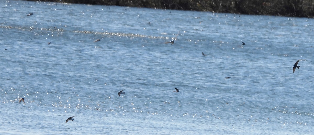 Tree Swallow - ML634103051