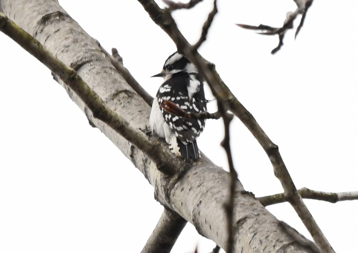 Downy Woodpecker - ML634103129
