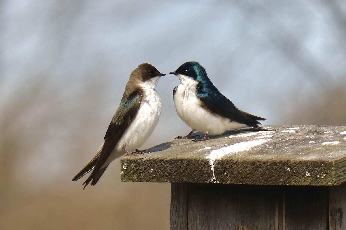 Tree Swallow - ML634103145