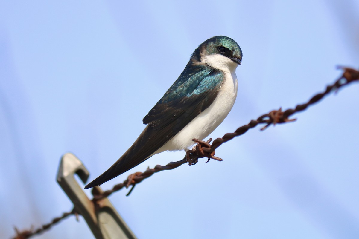 Tree Swallow - ML634103146