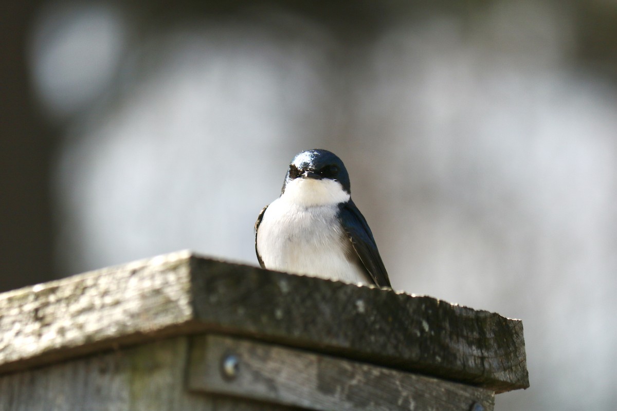 Tree Swallow - ML634103147