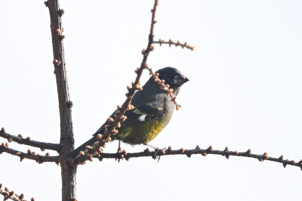 ハジロクロシメ - ML634103245