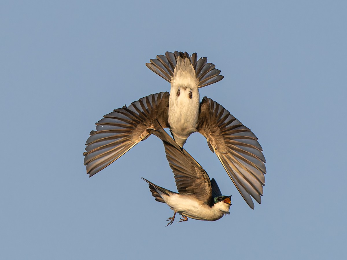 Tree Swallow - ML634103281