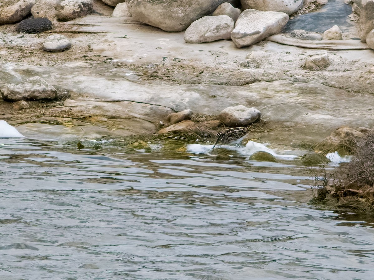 Jack Snipe - ML634103355
