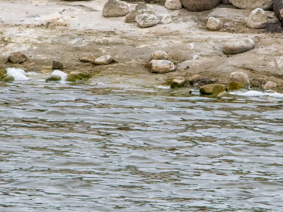 Jack Snipe - ML634103356