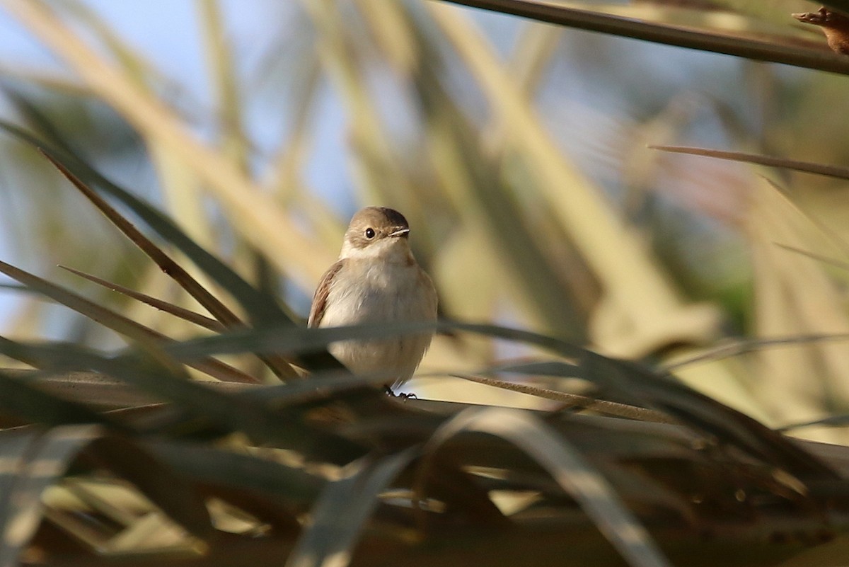 Halsbandschnäpper - ML634103382