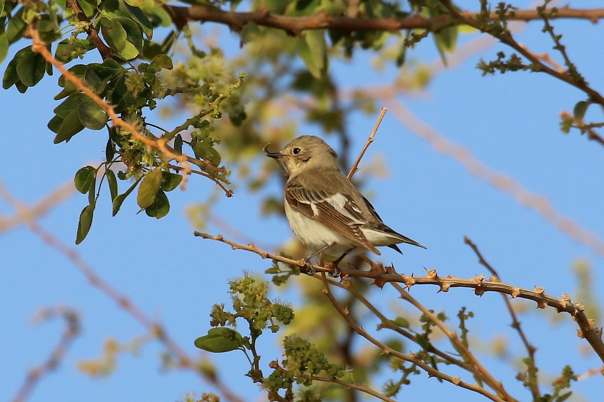 Halsbandschnäpper - ML634103383