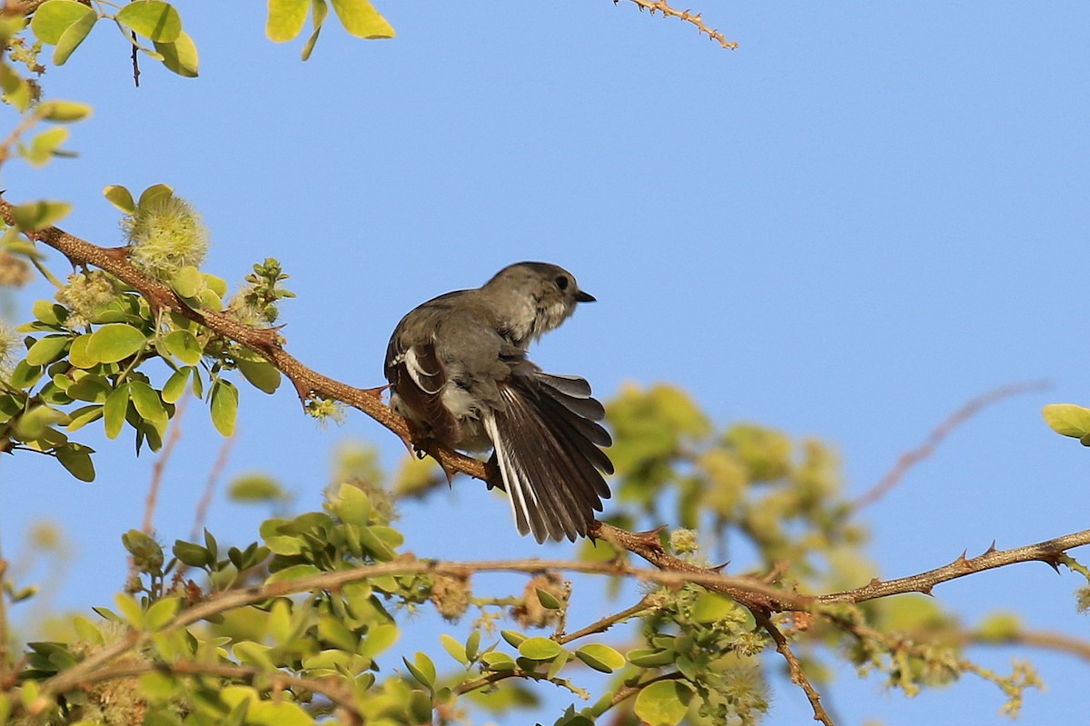 Halsbandschnäpper - ML634103384