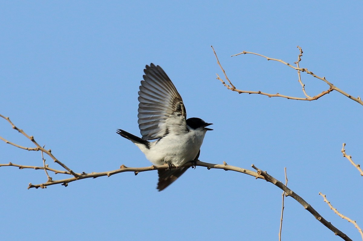 Halsbandschnäpper - ML634103385