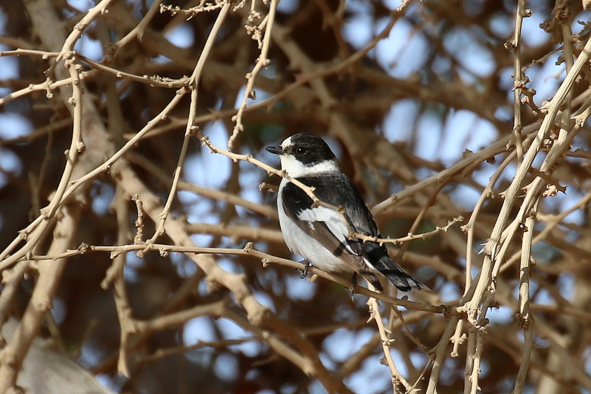 Halsbandschnäpper - ML634103386