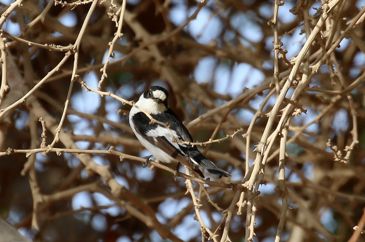 Halsbandschnäpper - ML634103387