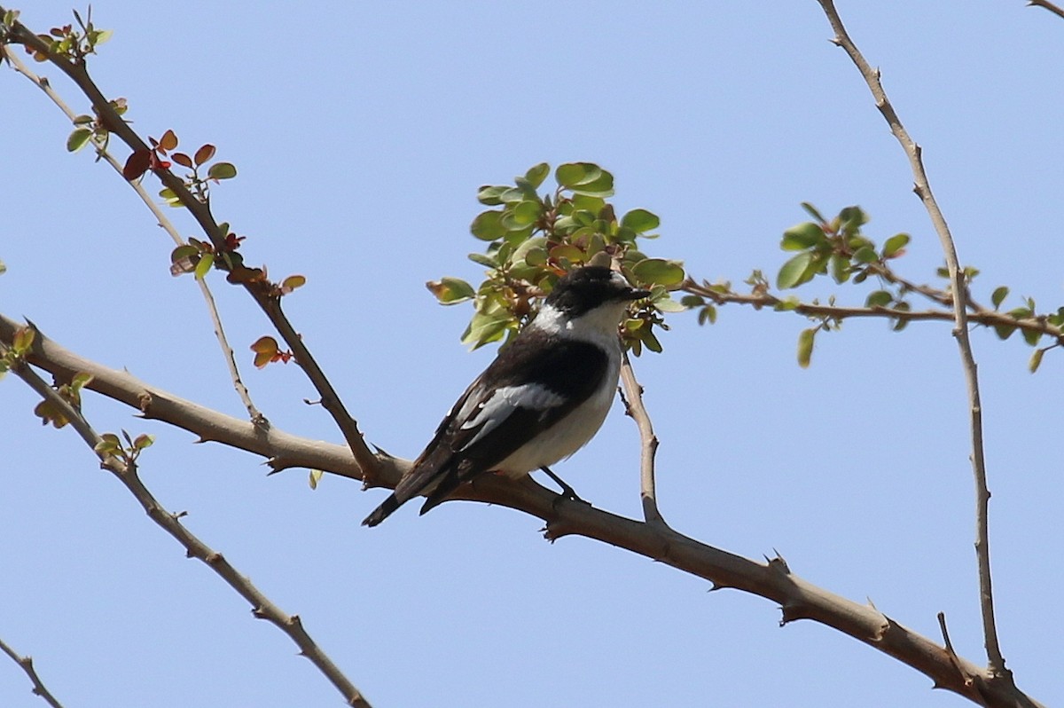 Halsbandschnäpper - ML634103388